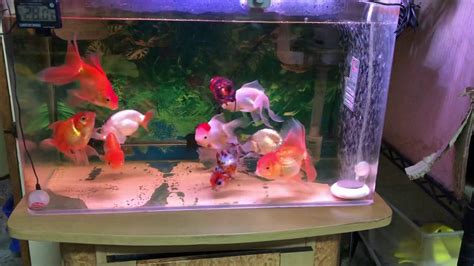 2尺缸可以養幾隻金魚|金魚飼養新手入門：8個金魚飼養技巧大公開（新手必讀）